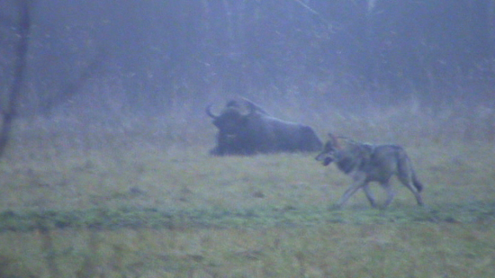 Loup (Canis lupus) et Bison d'Europe (Bison bonasus) novembre 2009