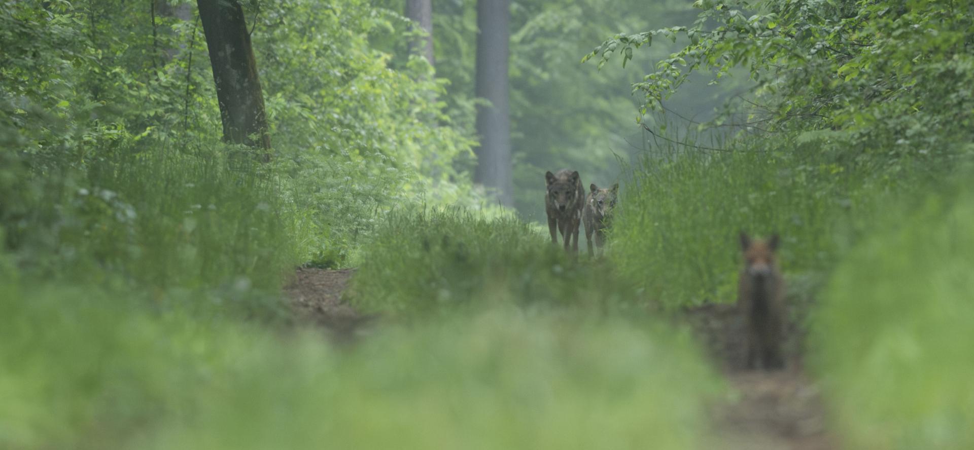 POLOGNE : Le bison et le loup