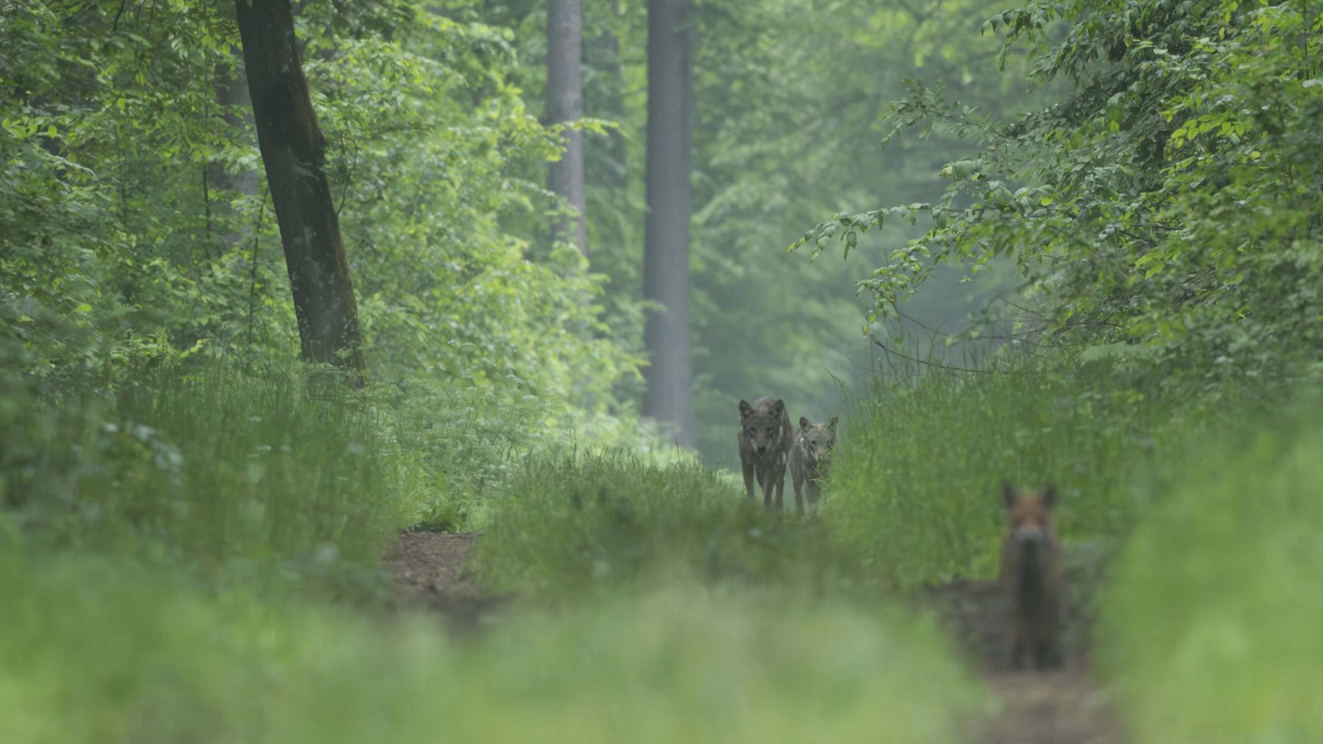 Automne - Pologne - Le bison et le loup du 28/10 au 6/11/2024 - 2 places disponibles