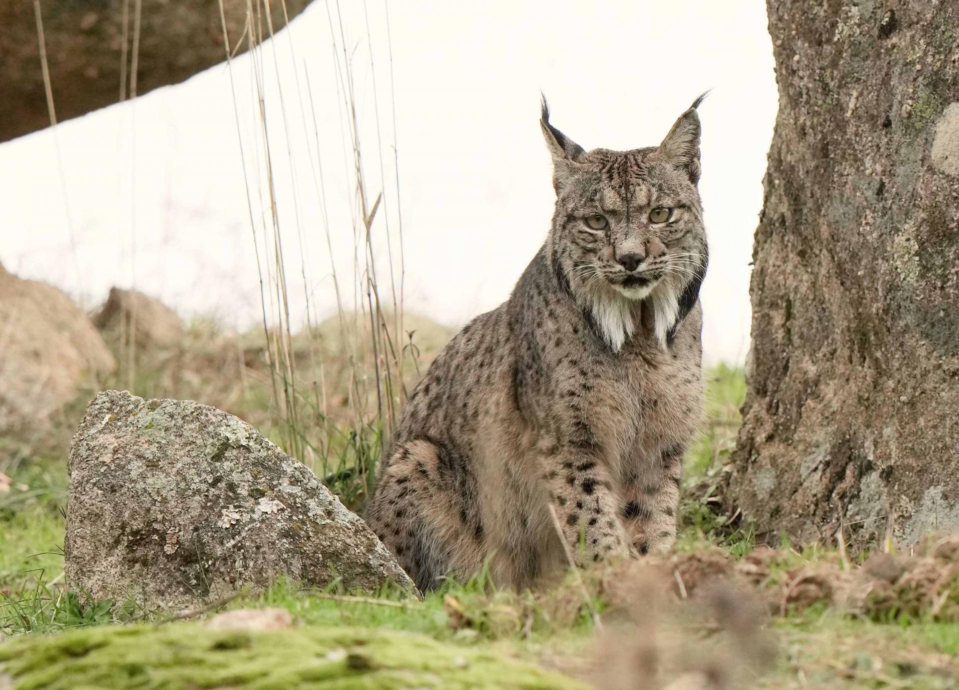 Hiver - Espagne - Lynx pardelle du 13 au 20 décembre 2025 - 3 places disponibles