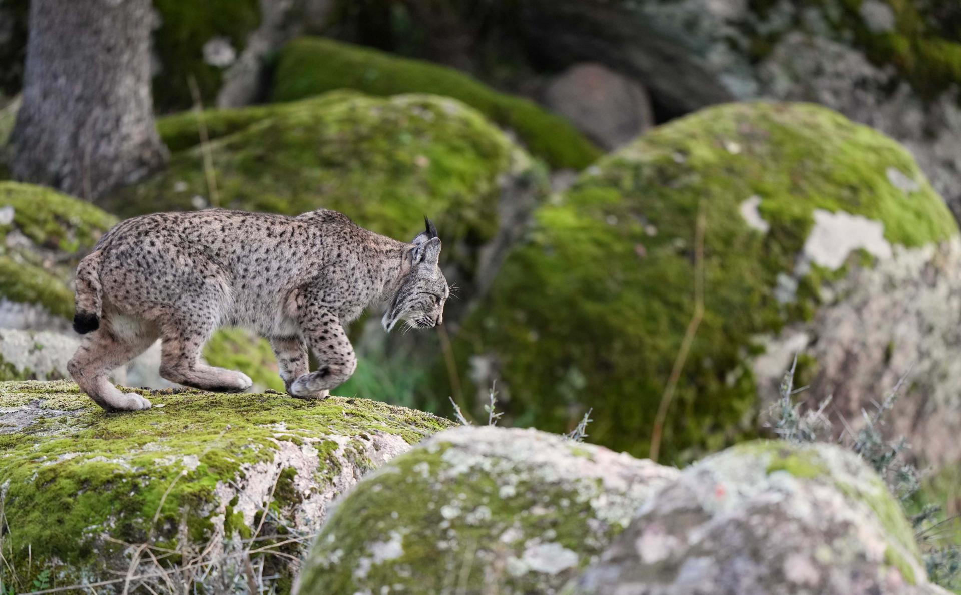 Hiver - Espagne - Lynx pardelle du 3 au 10 février 2025 - 4 places disponibles