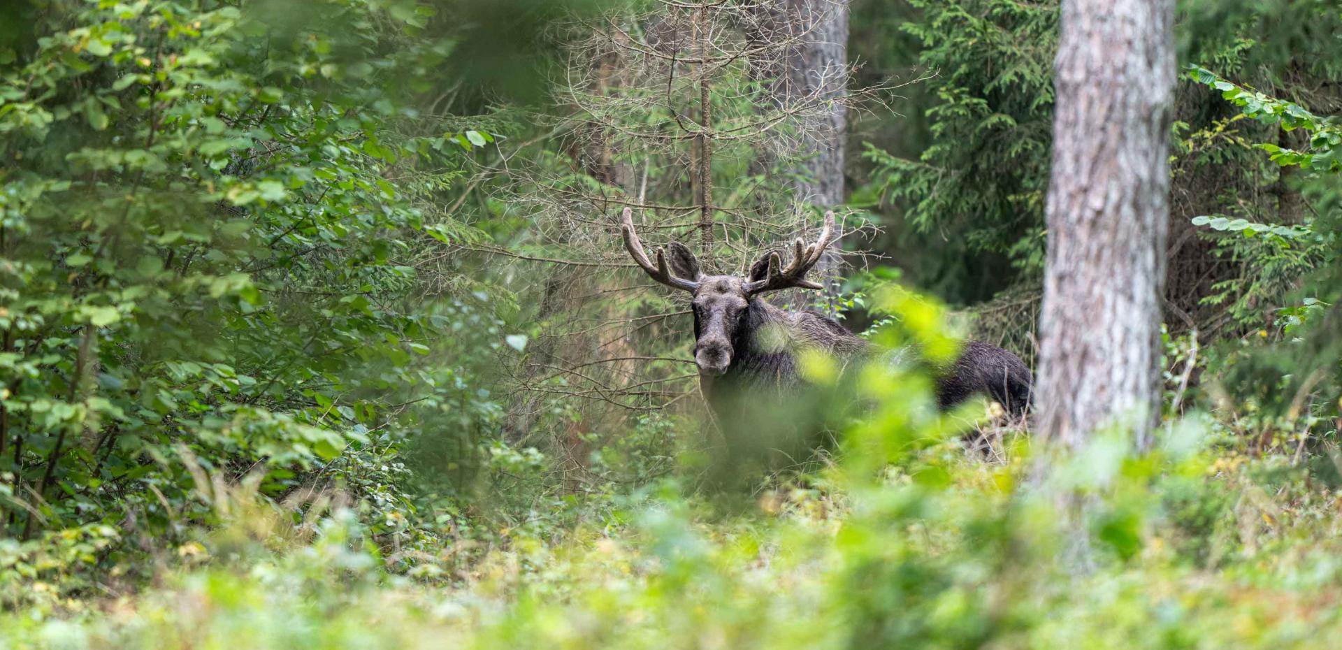 POLOGNE : La forêt impériale de Bialowieza